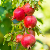 Wonderful Pomegranate Cuttings – 5 Unrooted Cuttings 8–10 Inches Long, Punica granatum Fruit Tree for Propagation