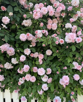 Heirloom Cecile Brunner Rose Cuttings, 16 Premium Live Cuttings to Start Fragrant Bushes