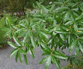 Willow Oak Quercus Phellos Cuttings – 10 Live Unrooted Oak Tree Cuttings for Propagation
