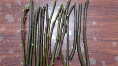Conadria Fig Tree Cuttings – 2 Unrooted Ficus carica Scions with Willow Water Rooting Soak