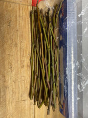 Olive Tree Cuttings – Fresh Unrooted Olea Europaea Cuttings for Propagation and Planting