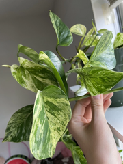 Pothos Cuttings Combo – 6 Indoor Plant Cuttings, Epipremnum Aureum Marble Queen Neon Lemon and Jade Green