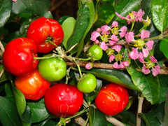Barbados Cherry Seeds – Malpighia emarginata Acerola Fruit Tree Seeds, Sweet Tropical Plant, 10 Seeds