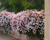 Pink Jasmine Live Starter Plant – Rooted Jasminum Polyanthum Flowering Vine for Garden or Container
