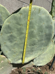 Opuntia Robusta Cactus Cutting 10–12 Inch Unrooted Prickly Pear Pad for Propagation Ornamental Desert Plant