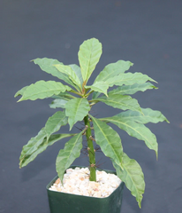 Pereskia Bleo Live Cactus Plant – Abrojo Rodocactus, Spiny Leaf Cactus in 4 Inch Pot, Tropical Succulent