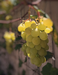 Golden Muscat Grape Cuttings – 4 Live Vitis Vinifera Cuttings with 2–3 Nodes for Grafting or Rooting