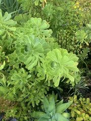 Green Aeonium Unrooted Succulent Cuttings – Aeonium arboreum Rosette Cuttings for Indoor or Outdoor Growing
