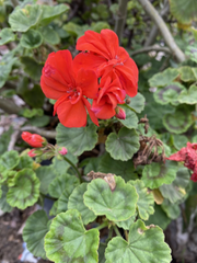 Orange Geranium Cuttings – 5 Fresh Unrooted Pelargonium Stems, Scented Flowering Variety for Pots, Borders & Garden Beds
