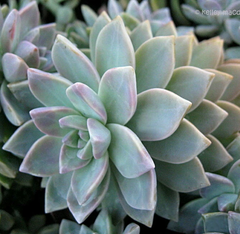 Graptopetalum Succulent Cuttings – 10 Unrooted 2 Inch Stems for Planting and Propagation