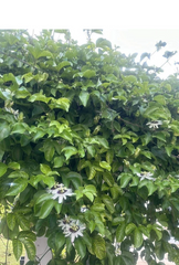 Passion Fruit Vine Cuttings – 10 Live Unrooted Passiflora Edulis Stems, 8 to 10 Inch Climbing Plant for Propagation