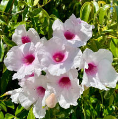 Pink Bower Pandora Vine Cuttings – 7 Unrooted Pandorea jasminoides Cuttings, Fragrant Pink White Flowering Vine