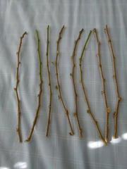 Mulberry Tree Cuttings – 5 Unrooted Morus Cuttings, 7–9 Inch Live Tree Cuttings for Propagation