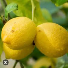 Italian Lemon Live Cutting 6–8 Inch Citrus Limon Plant Cutting for Rooting or Grafting