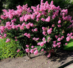 Crape Myrtle Cuttings – 7 Fresh Crepe Myrtle Stems for Rooting – Fast-Growing Landscape Starter