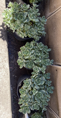 Aeonium Haworthii Pinwheel Succulent Cuttings, 10 Unrooted Rosette Cuttings