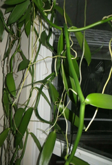 Vanilla Planifolia Cuttings for Planting – Fresh 12 Inch Orchid Vine Stems for Garden or Indoor Growing
