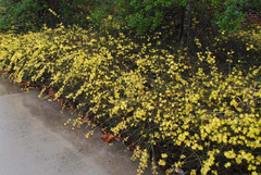 Winter Jasmine Jasminum Nudiflorum Live Stem Cuttings Set of 10 Pieces 8–10 Inch for Propagation