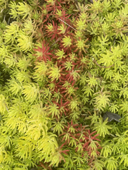 Sedum Angelina Succulent Cuttings Set of 9 Live Bareroot Hardy Stonecrop Starters
