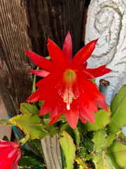 Red Epiphyllum ackermannii Orchid Cactus Cuttings for Planting – 3 Unrooted Stems 5–8 Inches