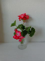 Red and White Geranium Starter Cuttings – 2 Live Pelargonium Cuttings 6 Inches Long, Bi-Color Flowering Plant