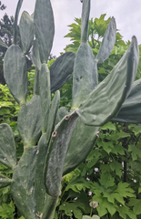 Spineless Prickly Pear Cactus Pad Cuttings – Rooted Thornless Opuntia Pads, Live Cactus Plant for Growing