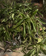 Callisia fragrans Cuttings for Planting – Basket Plant, 5 Unrooted Stems, 4–6 Inch Cuttings