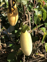 Banana Passionfruit Cuttings – 4 Live Passiflora tripartita Cuttings for Planting, Tropical Vine Propagation