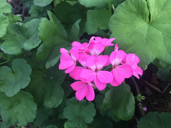 Purple Pink Zonal Geranium Starter Cuttings – 12 Live Pelargonium hortorum Cuttings 6 Inches Long