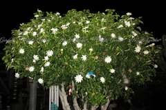 Gardenia Thunbergia Seed Pods Fresh, 2 South African Flowering Shrub Pods for Planting