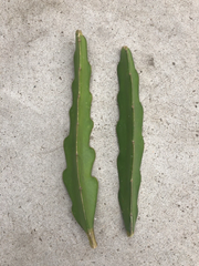 Pink Dragon Fruit Cuttings – 2 Fresh 8 Inch Hylocereus Cuttings, Unrooted Cactus for Planting