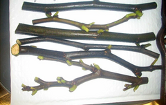 Nero 600M Fig Tree Cuttings – 25 Fresh Hardwood Stems for Rooting – Cold Hardy Productive Variety