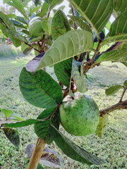Guava Tree Cuttings Unrooted, Psidium guajava Scions 4–5 Inch for Rooting or Grafting Set of 3