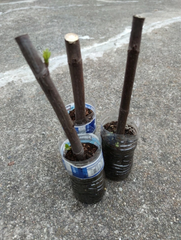 Sweet Jerusalem Fig Cuttings, 2 Live Fig Tree Cuttings for Planting