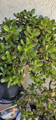 Jade Plant Cuttings – 8 Inch Live Unrooted Crassula Ovata Succulent, Deep Green Jade Starter for Indoor Growing