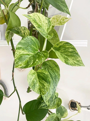 Marble Queen Pothos Cuttings Set of 4 Unrooted Epipremnum Aureum Shipped in Sphagnum Moss