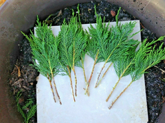 Leyland Cypress Tree Cuttings – 20 Live 7–8" Starter Cuttings, Fast-Growing Evergreen for Privacy Screens & Hedges, Year-Round Greenery