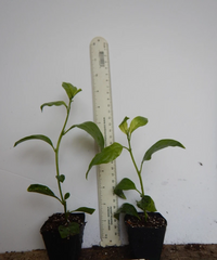 Confederate Star Jasmine Starter Plant – Rooted Trachelospermum Jasminoides Vine for Garden or Container Growing
