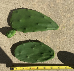 Prickly Pear Cactus Pads – 4 Pack Opuntia ficus-indica Edible Nopal Pads, Live Cactus Starts for Growing or Planting