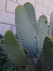 Consolea Moniliformis Cactus Cutting Live, Unrooted Opuntia Cutting 8–10 Inch for Planting