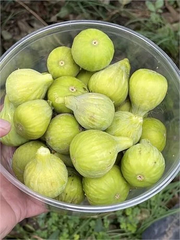 JH Adriatic Fig Cutting – Ficus carica Fruit Tree Cutting, Unrooted Fig with 3+ Nodes, Over 8 Inches Long