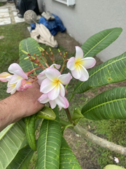 Orange Rainbow Plumeria Cuttings 6–12 Inch Unrooted Frangipani Flowering Tree Stems for Propagation