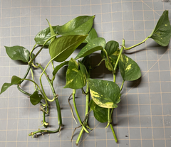Golden Pothos Rooted Cuttings – 5 Live Epipremnum aureum Cuttings for Indoor Houseplant Growing