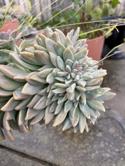 Ghost Plant Succulent Cuttings 4 Inch, Graptopetalum Paraguayense Unrooted Stems for Propagation Ornamental Succulent