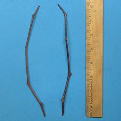 Chico Jujube Unrooted Scion Cuttings – 2 Ziziphus jujuba ‘Chico’ 8 Inch Tree Cuttings for Grafting