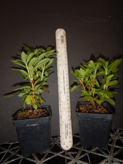 Gibraltar Azalea Starter Plant for Planting – Well Rooted Rhododendron Shrub, Deciduous Azalea (May Be Dormant)