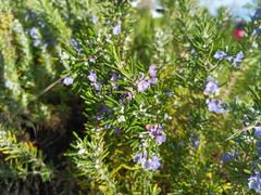 Organic Rosemary Live Cuttings – 12 Fresh 10" Herb Stems for Planting | Salvia rosmarinus | Aromatic Garden Starter Plants
