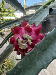 Graffiti Dragon Fruit Cutting Pitaya Cactus, 8+ Inch Unrooted Cutting for Planting and Propagation