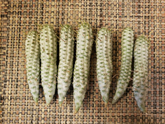 2 Euphorbia Mammillaris Variegata Cuttings – White Ghost Form – 2 Inch Unrooted Succulent Cactus Cuttings