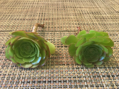 Aeonium arboreum ‘Green Rose’ Cuttings for Planting – 2 XXL Unrooted Succulent Rosettes, 15 cm (6 in) Diameter